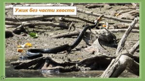 Змея - это не хвост с головой