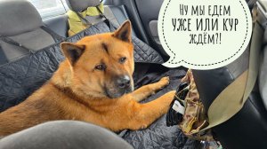 Курочка фазана бежит навстречу вкусному. Пес Кубик в третий раз отправился к ветеринару