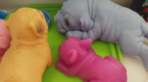 Будут ли у Булочки щенки?