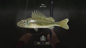Russian Fishing 4 / Охотимся на ЕРШЕЙ