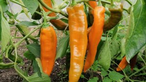 Раннеспелый, урожайный и ароматный сладкий перец "Лисий хвост"