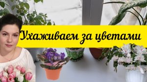 Комнатные растения.Фиалка ,декабрист.
