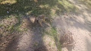 Забавные крабы