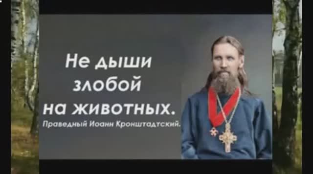 Не дыши злобой даже на животных. Праведный Иоанн Кронштадтский