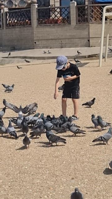 кормление голубей на море