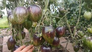 pomidom.ru Помидоры Чёрное Сердце Джи Даблъю Ар - GWR Black Hearts