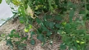 5,6 ноября 2023г.Мой дом.Очистила огород .Спилили часть деревьев.