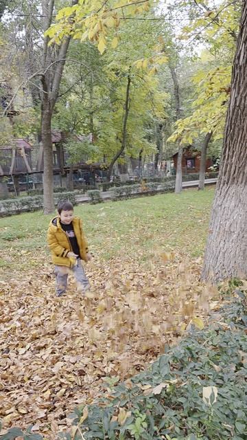 осень листопад