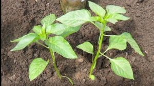 Выращивание рассады перцев