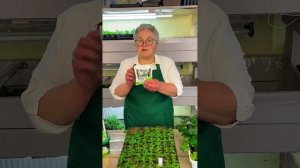 Рассада: спасаем и подкармливаем!