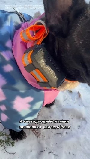 Как защитить собаку с GPS-ошейником Artelv Tracker