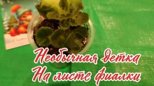 Необычная детка на черенке фиалки. Что с ней делать?