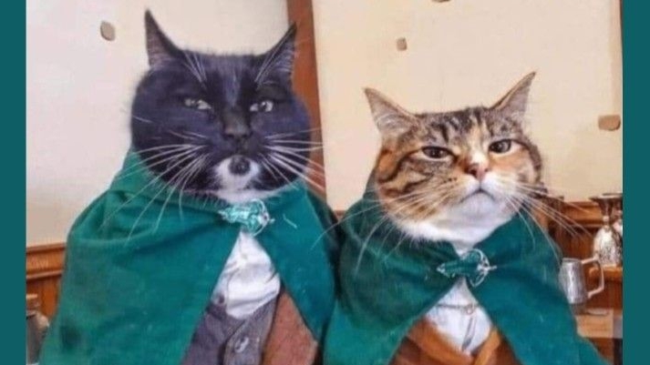 Прикольные мемы с животными