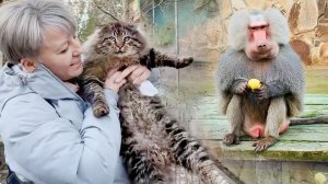 ВЕЗДЕ ПЕРВЫЙ! ДЕСПОТ запугал свою стаю! И на крыше, и внизу - никому ничего не дает! Ромео - ЖЛОБЕО!