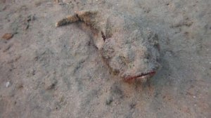 Scorpaenopsis diabolus. 
False stonefish. Египет. Марса Алам.