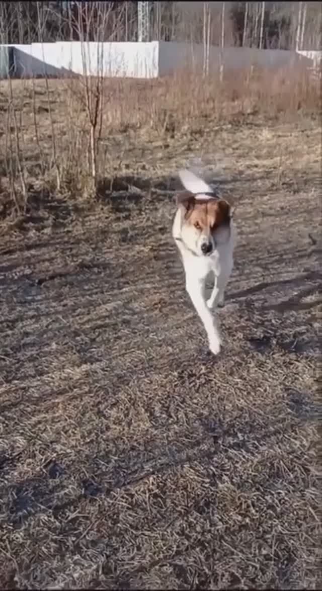 ДРУЖОК  в ожидании тепла человеческого взгляда
