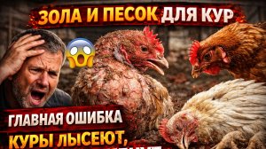 Зола и песок для кур 🐔 Главная ошибка из за которой куры лысеют, дерутся и гибнут