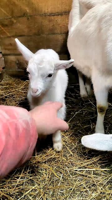 Законы детства: есть, спать, шалить. Знакомо? 📜😴