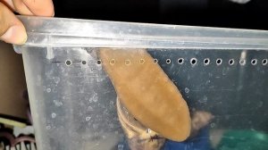 Как передвигаются улитки