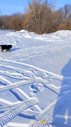 Барбос далеко не глупый пёс