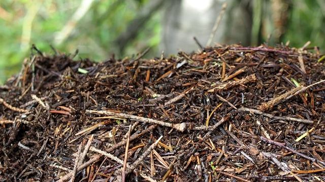 Муравьи | Ураловед смотреть онлайн