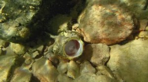 Дьявольский  скорпенопсис. Красное море. Макади.Бухта Шарм-Эль-Араб.Декабрь 2025