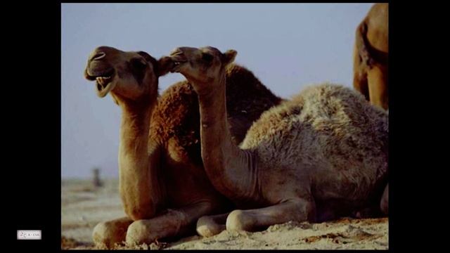 «Азиатские Дансеры [demo]» Ольга С, Композитор Вячеслав Казарин | “Asian Dancers” Composer V.Kazarin