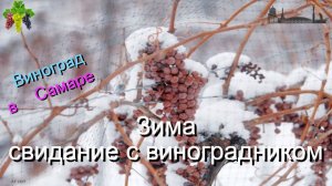 зима свидание с виноградником
