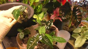 Ращу АЛОКАЗИИ из клубней с АВИТО. Три месяца от покупки. Перевалка