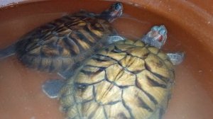 Красноухие черепахи 06 февраля 2026 года. Умная колонка Маруся рассказывает анекдоты.