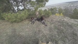 Вальдшнеп 2025