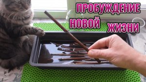 КАК УКОРЕНИТЬ ЧЕРЕНКИ ВИНОГРАДА: ПРОСТОЙ СПОСОБ ОТ ЭКСПЕРТА 🍇🌱