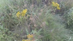 Мариенфельд деревня в Марьяновском районе Омской области/Marienfeld is a village in the Omsk region