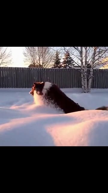 #собаки #снег #снегирь #неделясобаки #друзьяпитомцев #щенкивснегу #зимниеприключения #сладкиепитомцы