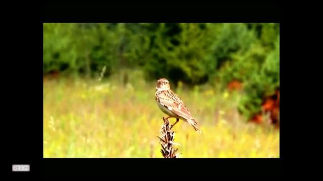 «Жаворонок [demo]» Бадабум-Шоу, Композитор В.Казарин | “Lark” Badaboom-Show, Composer V.Kazarin