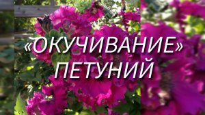 Выращивание рассады петуний. Укрепление молодых ростков✅