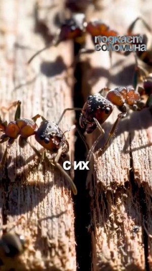 Нужен ли большой мозг для интеллекта ?| Глеб Соломин, Никитин