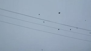 Агасиевские голуби снимаю без пауз