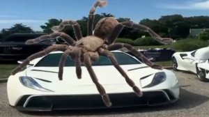 эдит село молочное