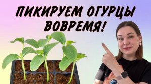 ПИКИРУЕМ ОГУРЦЫ, ЧТОБЫ РАССАДА БЫЛА КРЕПКОЙ