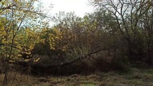 2 ноября 2023г.Мой дом.Участок по-тихоньку преображается)