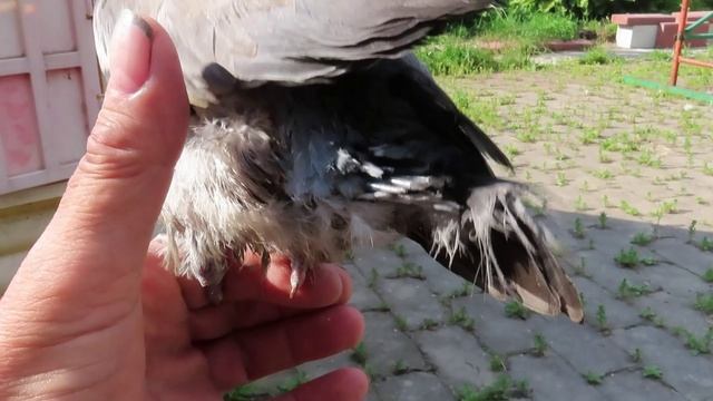 Птенец(-птеродактиль) из Межстоличья /25 июля 2025/ С гордо поднятой головой.