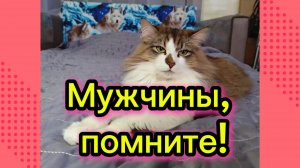 КОШКИ С ОЗВУЧКОЙ.