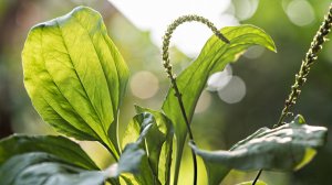 ЦЕЛЕБНОЕ ЛЕКАРСТВО МЫ ТОПЧЕМ НОГАМИ