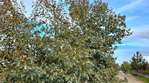 Эвкалипты растут в Витязево в Анапе, целая аллея