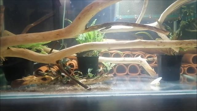 Анциструс зелёный дракон после недельной адаптации смотреть онлайн