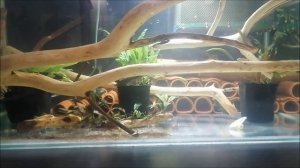 Анциструс зелёный дракон после недельной адаптации