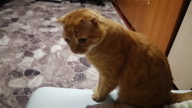 Архив. Мой любимый котик смотреть онлайн