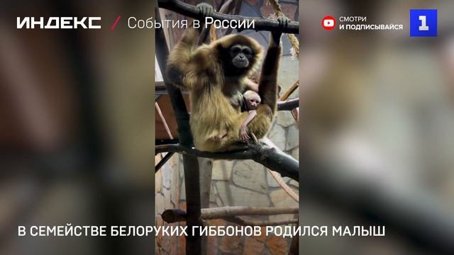 В семействе белоруких гиббонов родился малыш смотреть онлайн