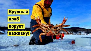 Повезло! Пришёл крупный краб!